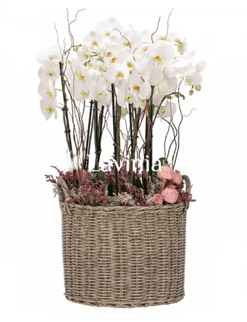 LUX BEYAZ ORKİDE 
