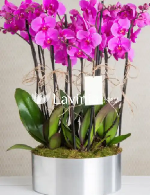 laviniaflowers283