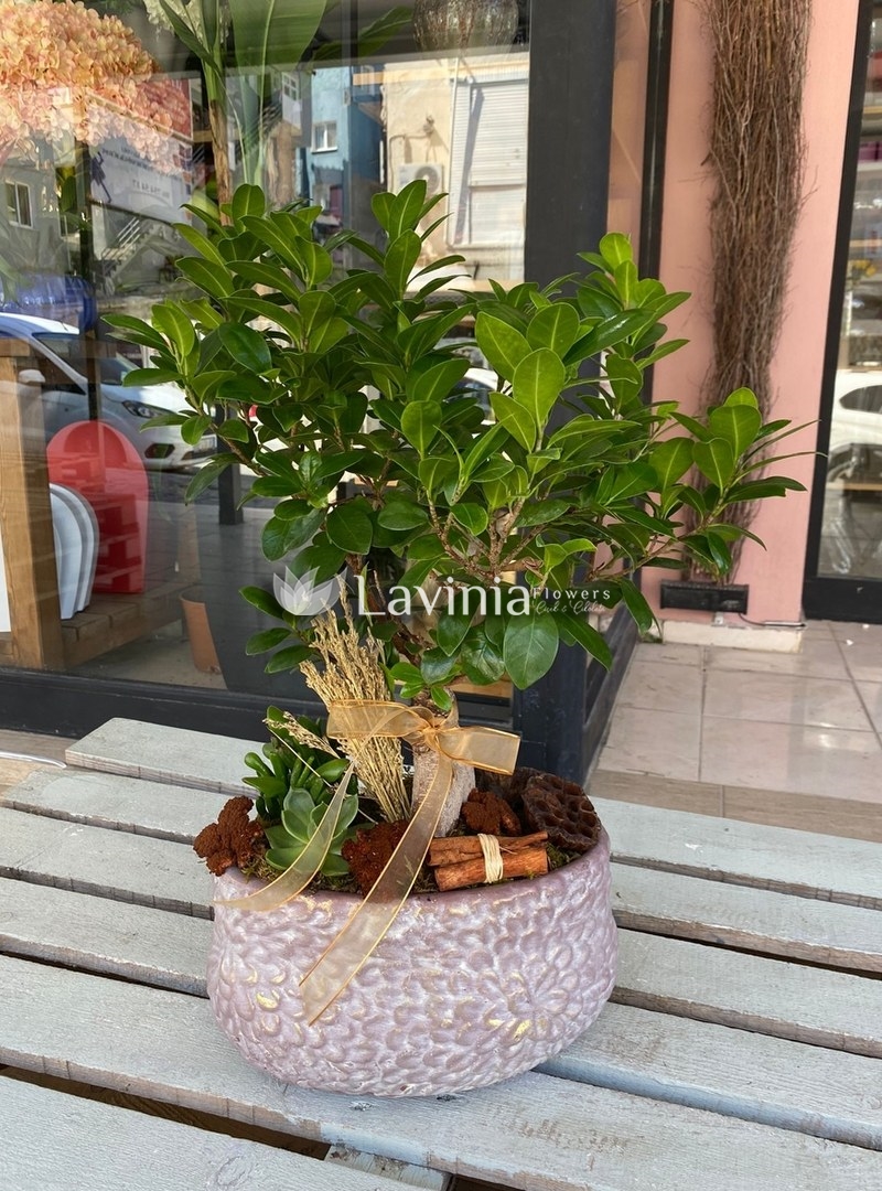 Taş Saksıda Bonsai Ağacı 